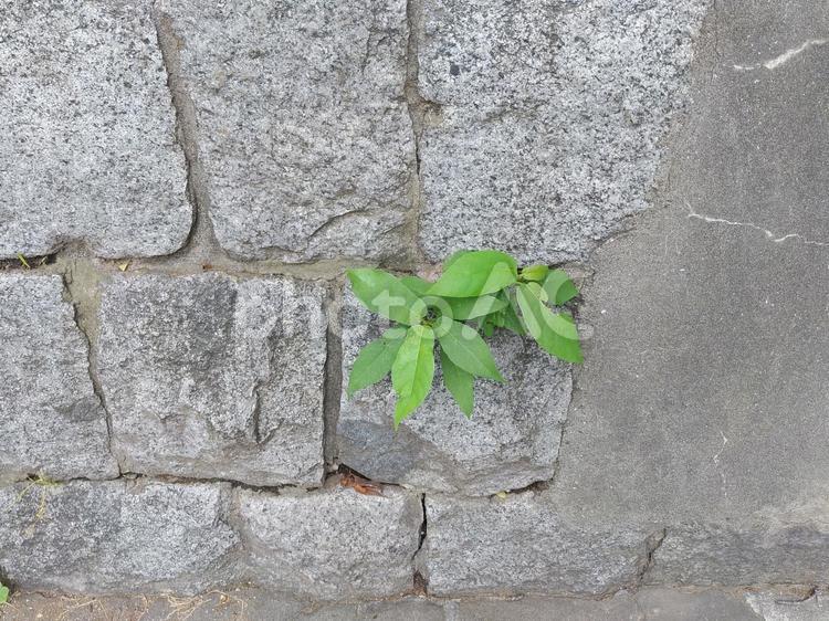 石垣と植物 植物,壁,緑の写真素材