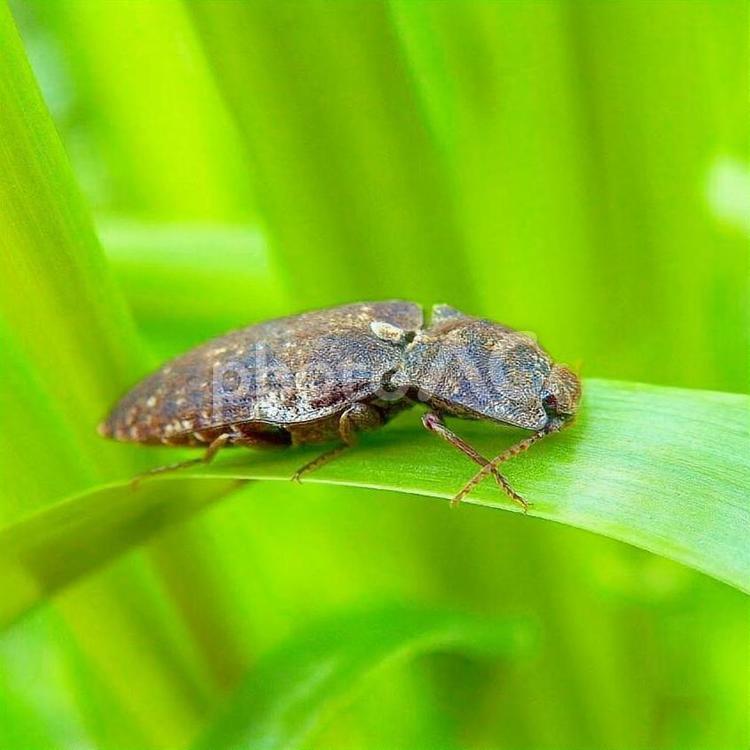 【昆虫写真】コメツキムシ 自然,生き物,生物の写真素材