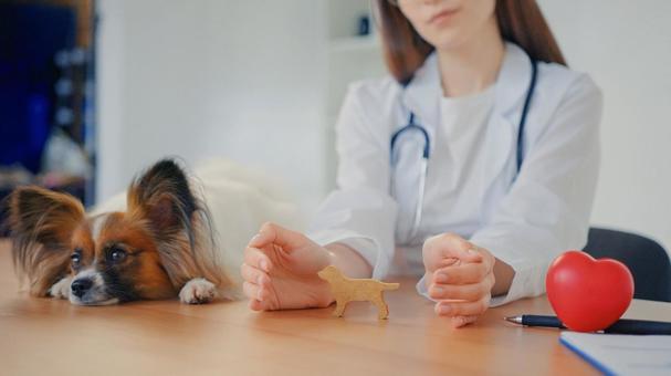 パピヨンと聴診器をかける女性 医療,予防,医者の写真素材