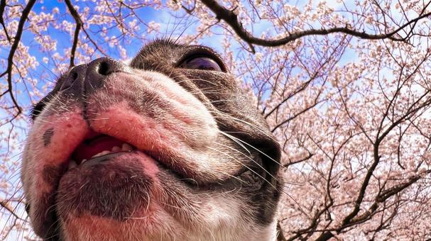 春の犬（花見）_1 犬,フレブル,肉球の写真素材
