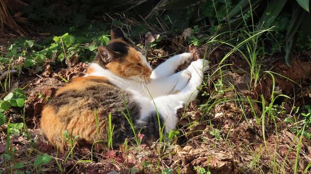 手足を蛸のようにして日向ぼっこする三毛猫 三毛猫,猫,寝転ぶの写真素材