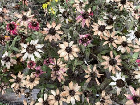 晩秋の花 枯れ花,冬,自然の写真素材