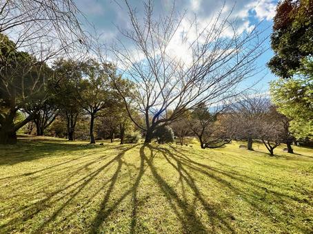 木々のシルエット 木々のシルエット 空,木,枝の写真素材