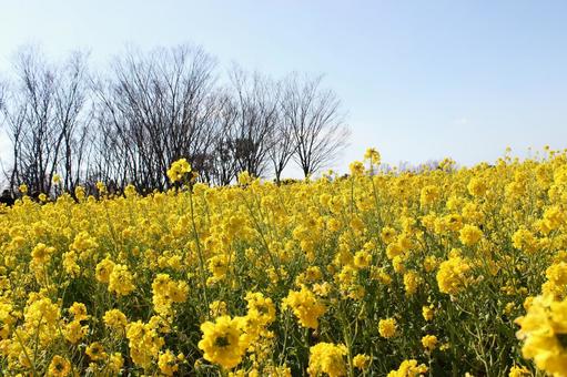 菜の花 菜の花 空,背景,菜の花の写真素材