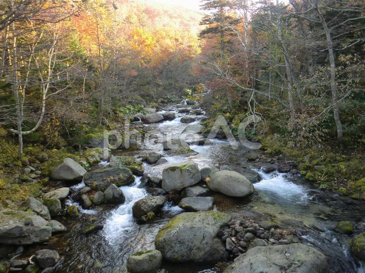 20121027知床カムイワッカ湯の滝への道 知床,北海道,山中の写真素材
