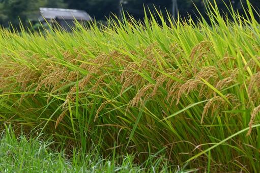 お米 米,稲,実りの秋の写真素材