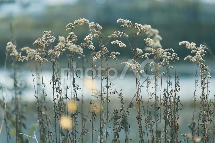 冬の枯れ草 枯れ草,草,雑草の写真素材