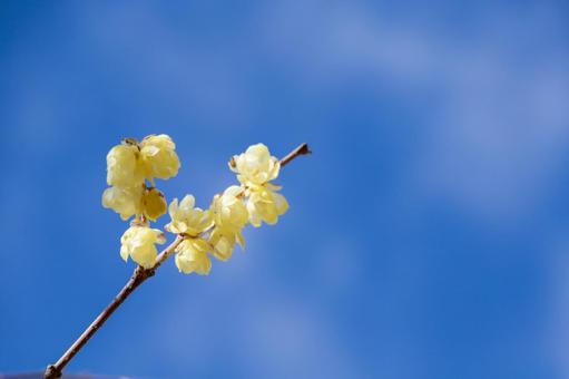 青空にロウバイのアップ ロウバイ,花,黄色の写真素材