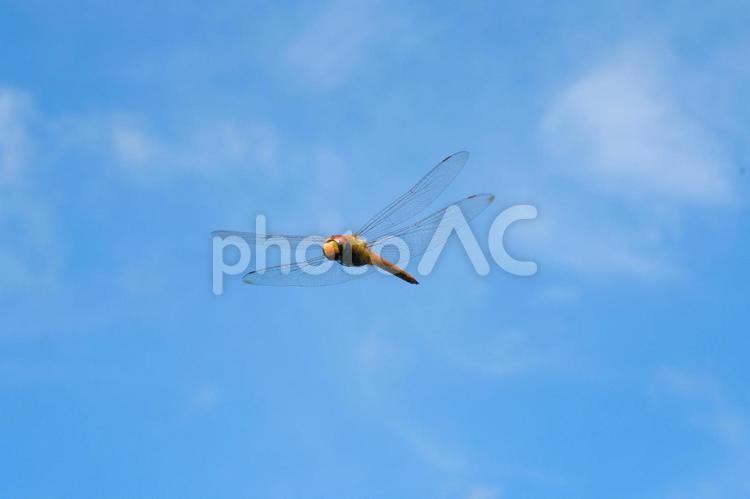 秋空に赤トンボ トンボ,空,赤とんぼの写真素材