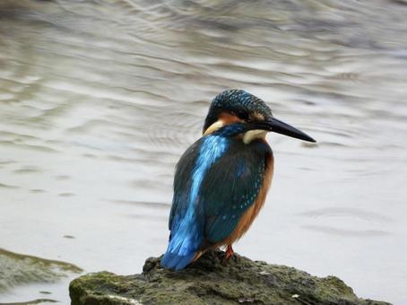岩の上に立つカワセミ 岩の上に立つカワセミの写真