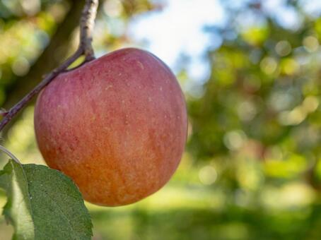 りんご りんご,りんご農家,りんご狩りの写真素材