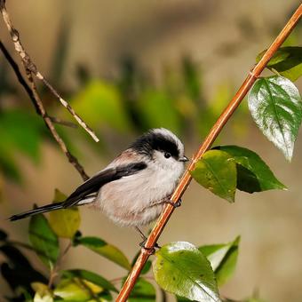 エナガ エナガ,野鳥,鳥の写真素材