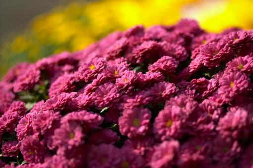 キク 菊,花,秋の写真素材