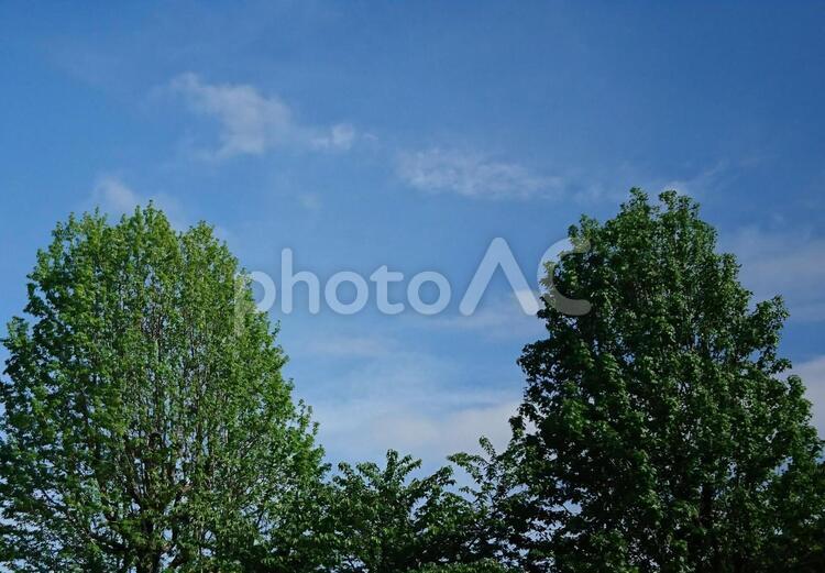 青空と緑の木々 自然,風景,木の写真素材