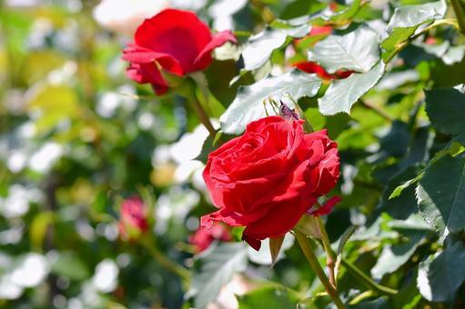 薔薇 サマンサ 薔薇 サマンサの写真