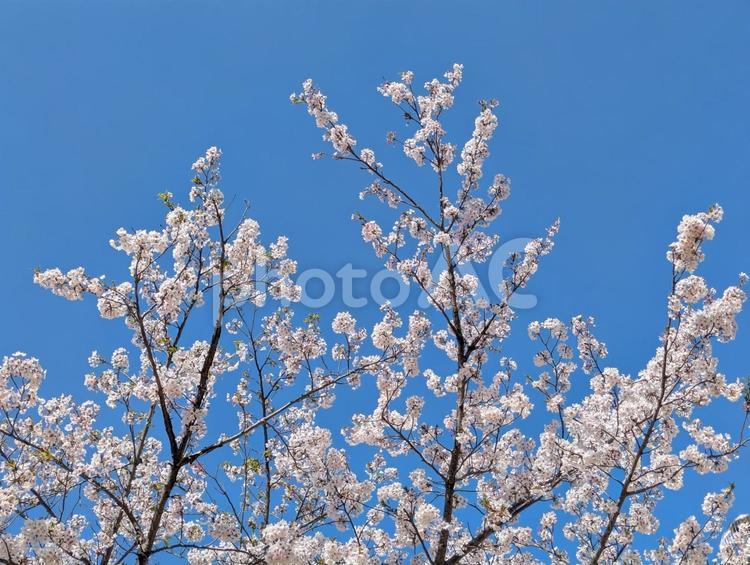 快晴の空に映える満開の桜 桜,花,春の写真素材