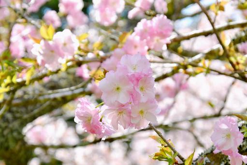 薄紅色の半八重桜 思川 薄紅色の半八重桜 思川の写真