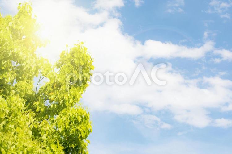 新緑と青空の背景 空,青空,新緑の写真素材