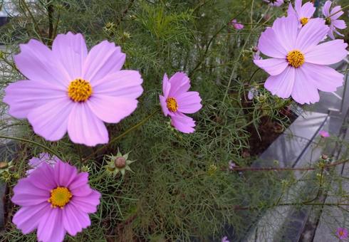 道端のコスモス 道端のコスモスの写真