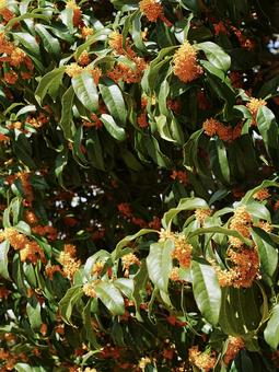 金木犀 金木犀,キンモクセイ,秋の写真素材