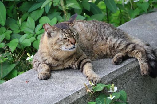 気持ちよさそうに寝そべるトラ猫 気持ちよさそうに寝そべるトラ猫 気持ち,よさそうに,寝そべるの写真素材