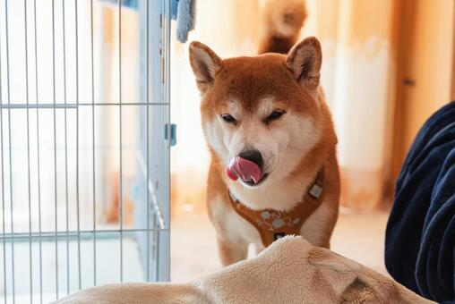 眠くなって舌なめずりをする柴犬 柴犬,日本犬,和犬の写真素材