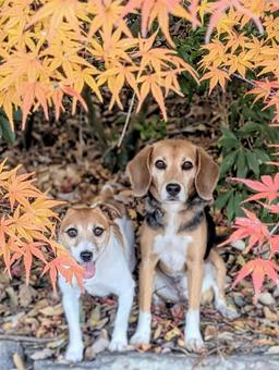 紅葉と僕達① 犬,ビーグル,ジャックラッセルテリアの写真素材