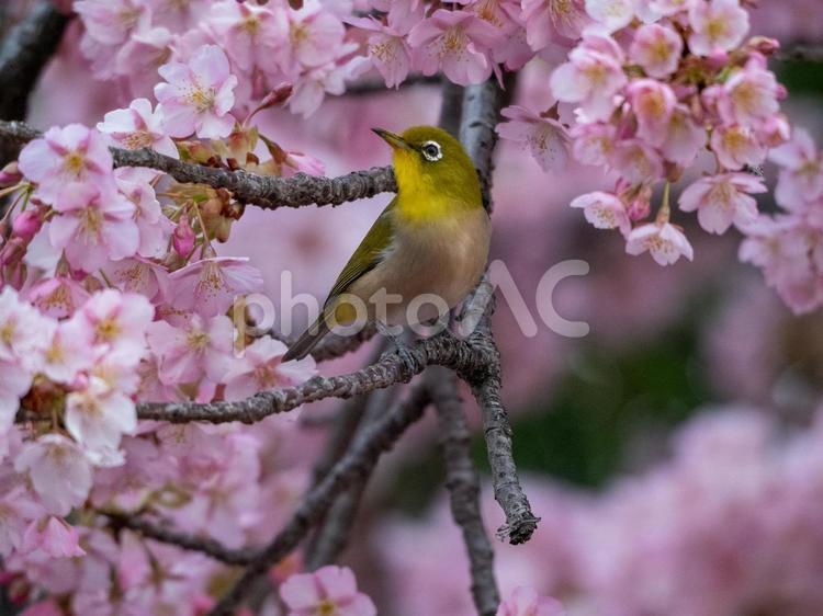 メジロと桜　野鳥撮影 メジロ,さくら,桜の写真素材