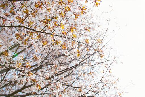 明るくまぶしい桜 明るくまぶしい桜の写真