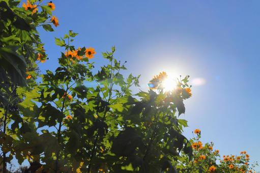 皇帝ひまわり　青空　太陽 皇帝ひまわり,ひまわり,太陽の写真素材