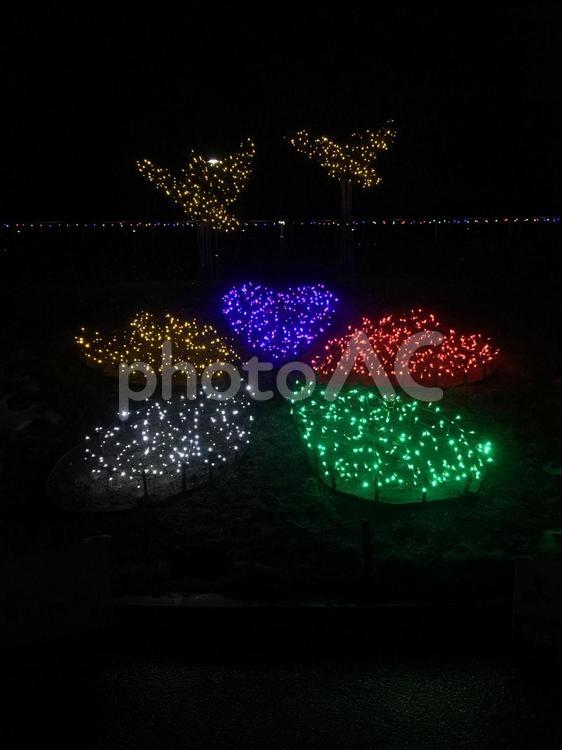 いくとぴあ　食花　ライトアップ① イルミネーション,夜景,新潟の写真素材