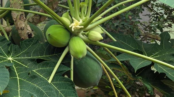植物園のパパイヤの実 植物園のパパイヤの実 パパイヤ,トロピカル,トロピカルフルーツの写真素材