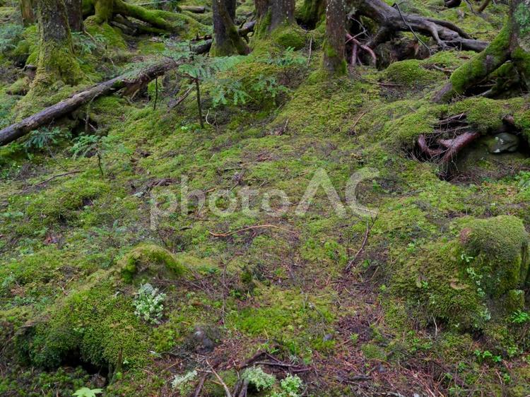 雨の白駒の森 苔,コケ,苔の森の写真素材