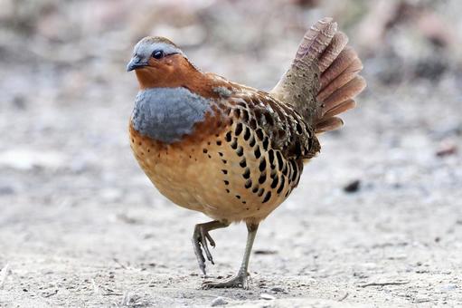 路上のコジュケイ コジュケイ,小綬鶏,野鳥の写真素材