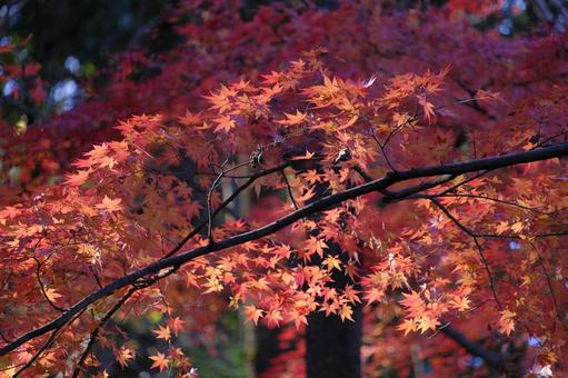夕暮れの紅葉 夕暮れの紅葉の写真