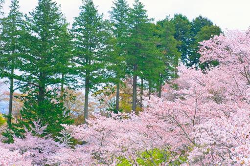 桜と林 桜と林の写真