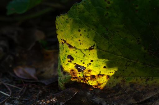 The light is shining on the leaves, JPG