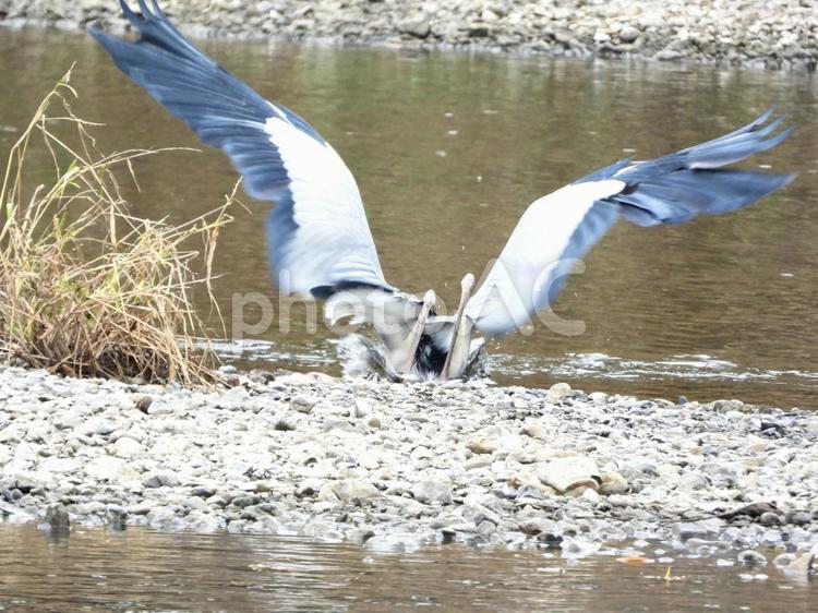 魚を獲る瞬間のアオサギ 鳥,野鳥,アオサギの写真素材