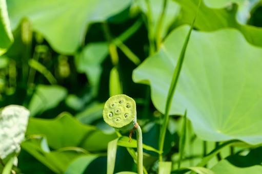 夏の陽射しを浴びるハスの花托 夏の陽射しを浴びるハスの花托の写真