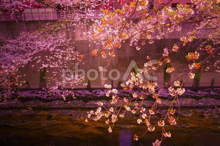 神田川の桜と夕暮れ 桜,川,神田川の写真素材
