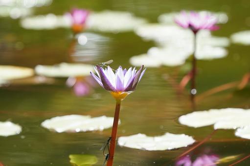 Purple water lilies and dragonflies, JPG