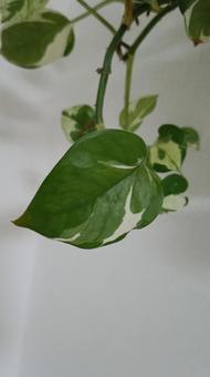 観葉植物のポトスも色々と種類がありますの写真
