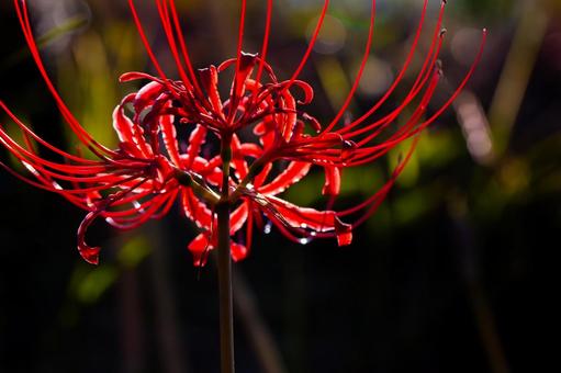 Autumn spider lilies, JPG