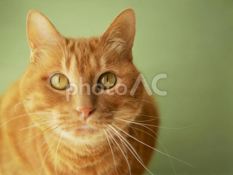 緑の背景と猫 猫,ペット,オスの写真素材