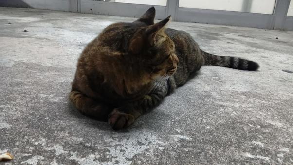 Turn around cat, JPG