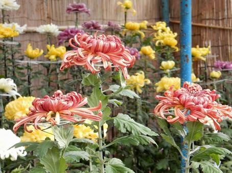 【風景写真】福山菊花展覧会の風景 キク,菊,菊花展の写真素材