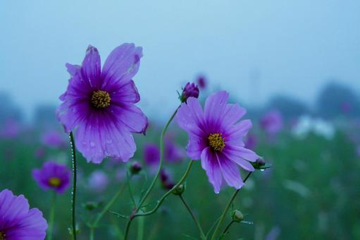 花 花の写真