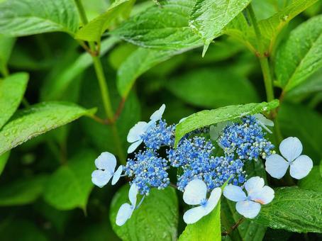 雨のなかに咲く紫陽花 雨のなかに咲く紫陽花の写真