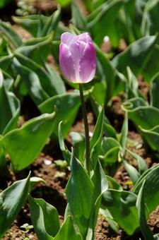 チューリップ キャンディ・プリンス チューリップ キャンディ・プリンス チューリップ,キャンディ・プリンス,candyの写真素材