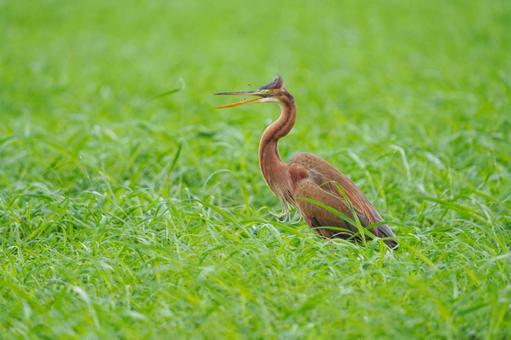 ムラサキサギ ムラサキサギ ムラサキサギ,サギ,鳥の写真素材
